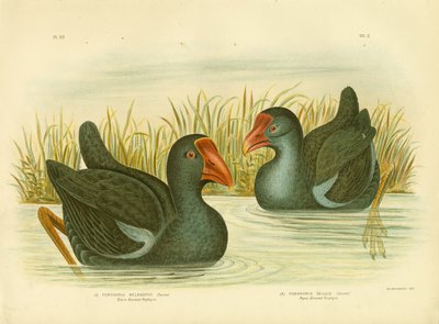 Black-Backed Porphyrio, 1891 by Gracius Broinowski